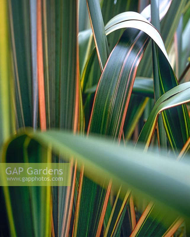 Phormium cookianum subsp hookeri Tricolor Mountain flax Tricolor Close up of evergreen variegated foliage