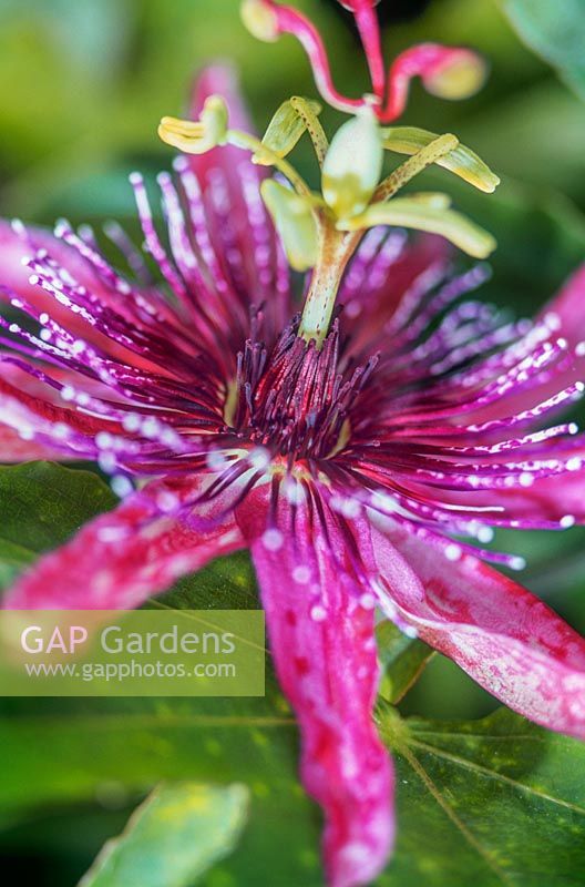 Passiflora x caeruleoracemosa Passionflower Close up of vibrant pink mottled flower