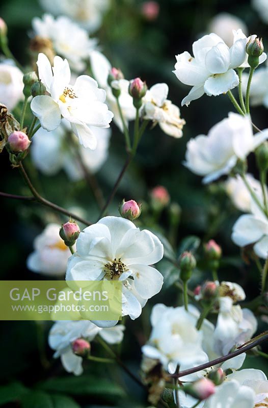 Rosa canina (Wild rose dog rose) white flowers