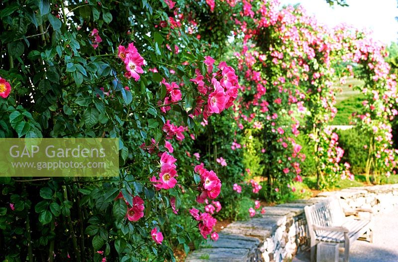 Rosa American Pillar ( Rambler Rose) vivid pink flowers on a vigorous climber