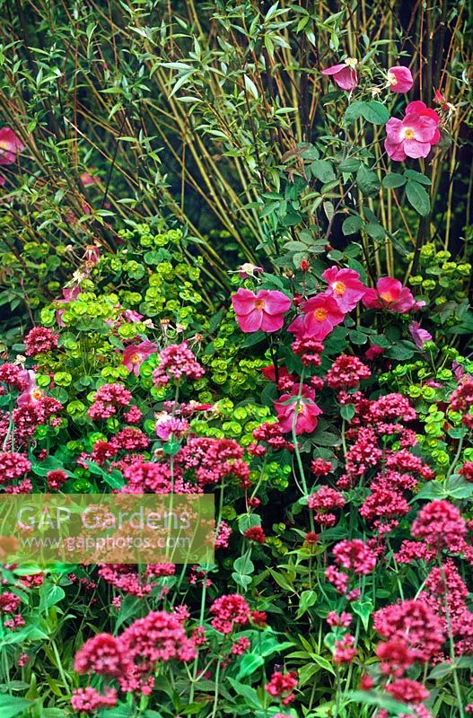 Centranthus ruber (Red valerian) in bed with Rosa sp, Euphorbia sp, Salix sp (Willow)