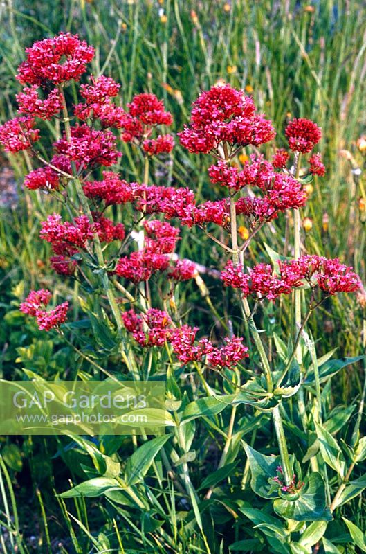 Centranthus ruber (Red valerian) growing in a summer meadow
