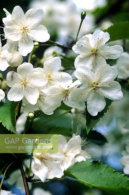 Hoheria glabrata lacebark ribbonwood Large white flowering shrub with origins in New Zealand