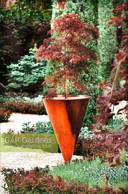 Acer palmatum var dissectum Crimson Queen (Japanese Maple) planted in an upturned copper cone planter