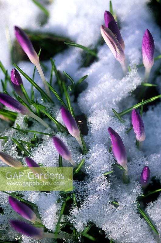 Crocus tommasinianus flowers breaking through a layer of snow