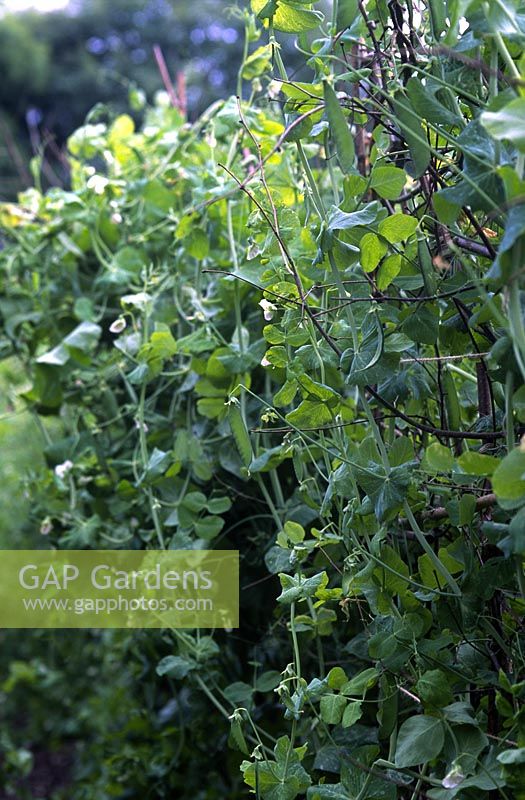 Pea (Pisum sativum Grandis) growing in vegetable bed with cut branch support