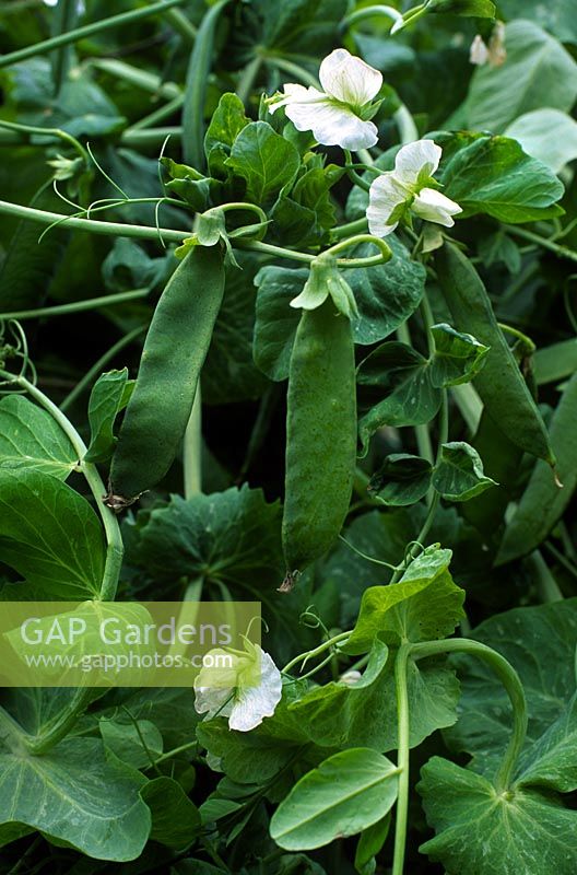 Pea (Pisum sativum) 'Grandis' close up of foliage, pea pod & white flower