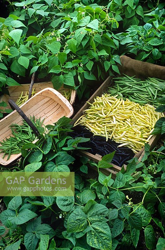Wooden crate trugs with newly picked coloured French beans in vegetable bed Purple Queen Mont d'or & Canadian Wonder