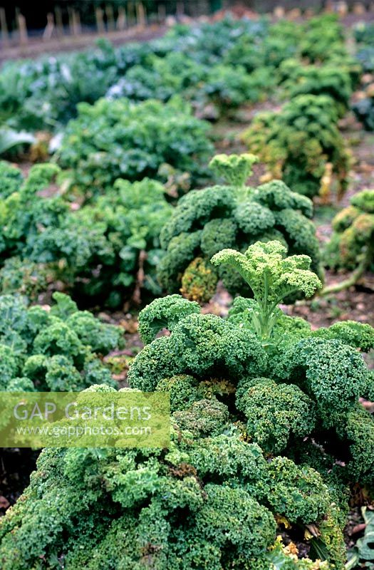 Large vegetable bed with Curly Kale 'Dwarf Green' growing as a crop  at The Lost gardens of Heligan, Cornwall