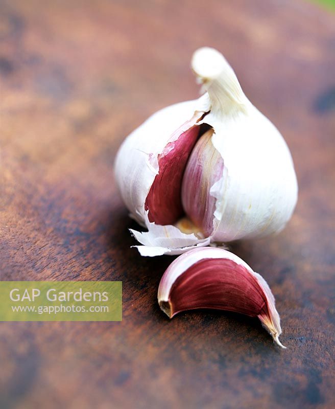 Garlic (Allium sativum) bulb with papery white skin & crimson coloured cloves