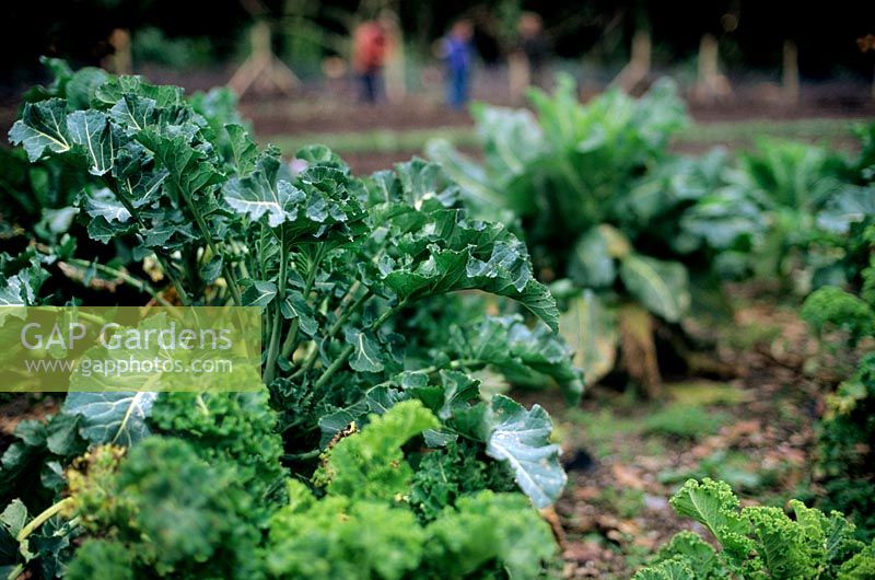 Kale Brassica oleracea growing in vegetable garden Lost Gardens of Heligan Cornwall
