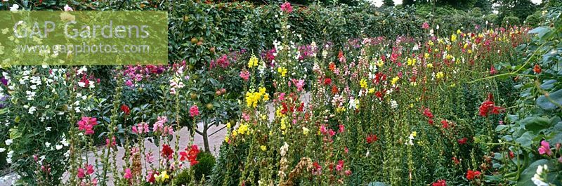 Antirhinum majus snapdragon, Dahlias, sweet peas & trained fruit trees beside path with metal arch at Lost Gardens of Heligan