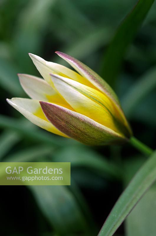 Tulipa tarda Close up of yellow red striped flower bud with green foliage in spring