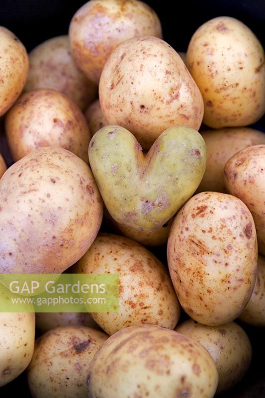 Newly picked heart shaped potato amongst a group of potatoes