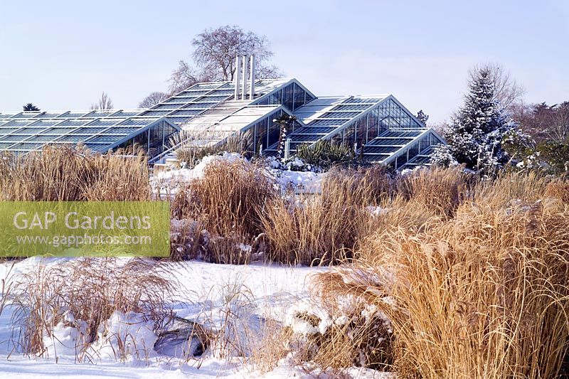 The Grass Garden with the Princess of Wales Conservatory in background. RBG Kew in winter