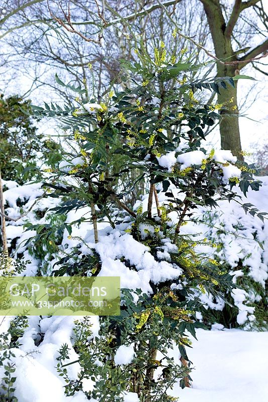 Mahonia x media 'Charity'. RBG Kew in winter