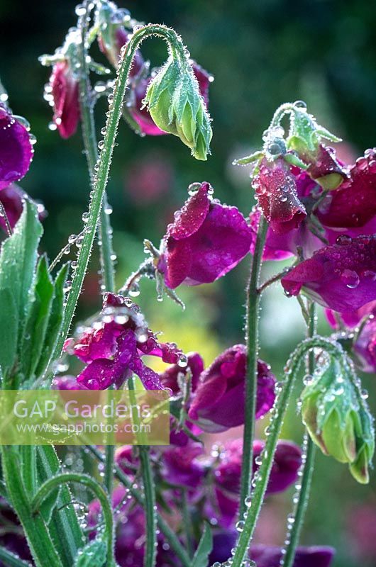 Lathyrus odoratus Sweet pea and dressing of raindrops