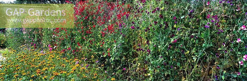 Multi coloured Lathyrus odoratus (Sweet pea) with orange flowering Tagetes growing at The Lost Gardens of Heligan, Cornwall