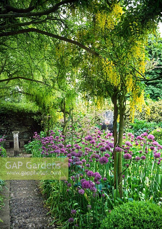 Laburnum anagyroides growing over pergola with Wisteria climber pathway to stone bench & large bed of allium