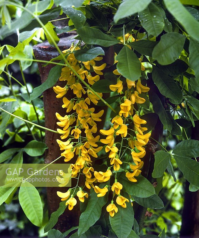 Laburnum x waterii Golden Chain Tree Close up of golden yellow flowers with green foliage