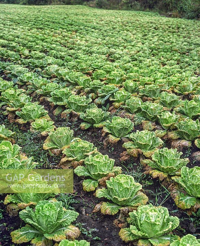 Field of Chinese Cabbage growing in rows
