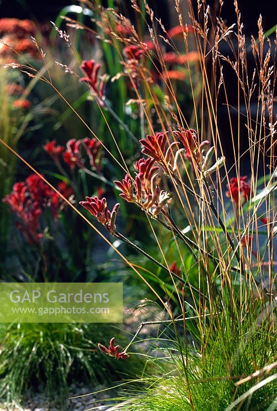 Anigozanthus sp Kangaroo Paw growing amongst ornamental grasses