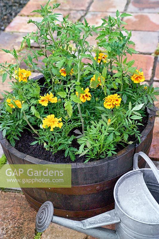 Tagetes Zenith Extra Red Marigold Triploid with tomato plants in Tipple Barrel container