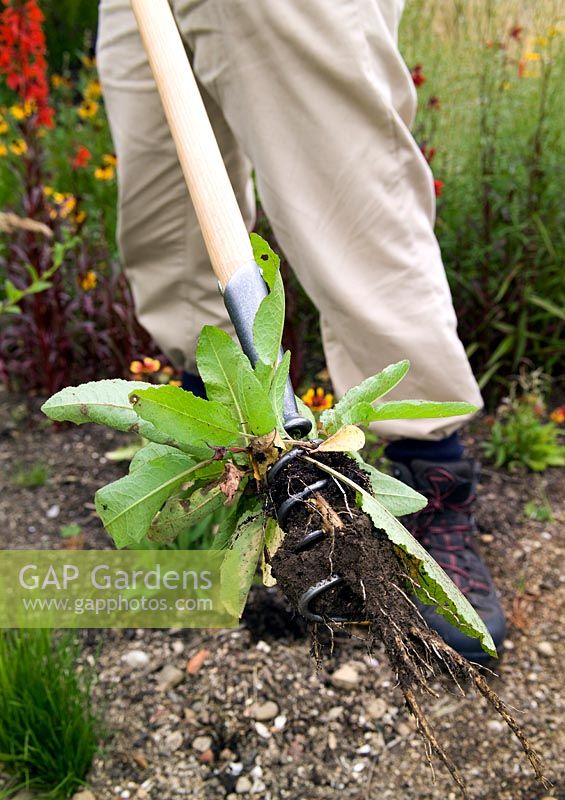 Gardener using De Wit Corkscrew weeder to weed out a Broad-leaved dock (Rumex obtusifolius L.)