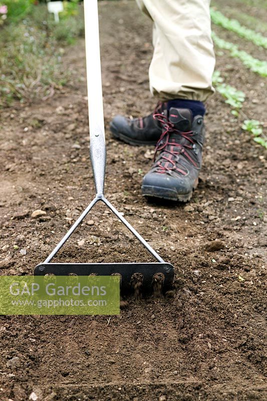 Gardener using a De Wit Sprake to rake soils
