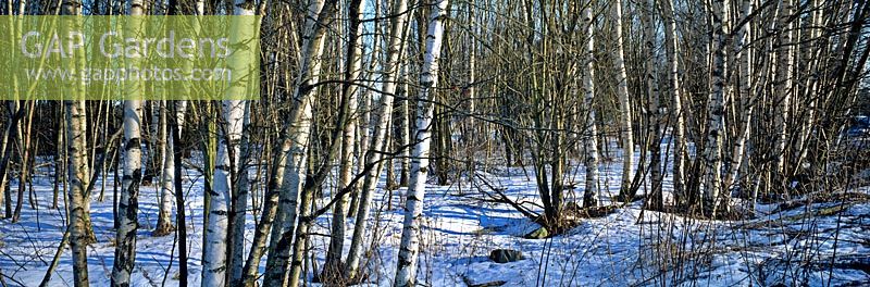 Forest of Betula pendula (Silver birch) trees in winter with snow covering the ground