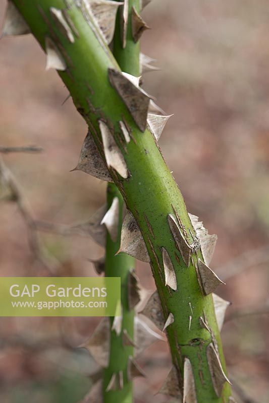 Rosa setipoda stems (Sichuan, China) showing thorns