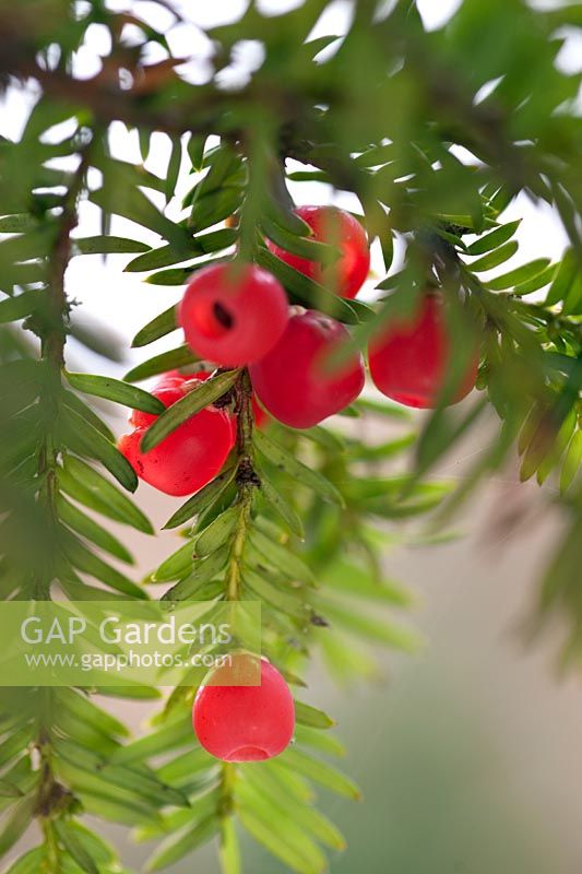 Taxus baccata (yew) red berries and evergreen foliage