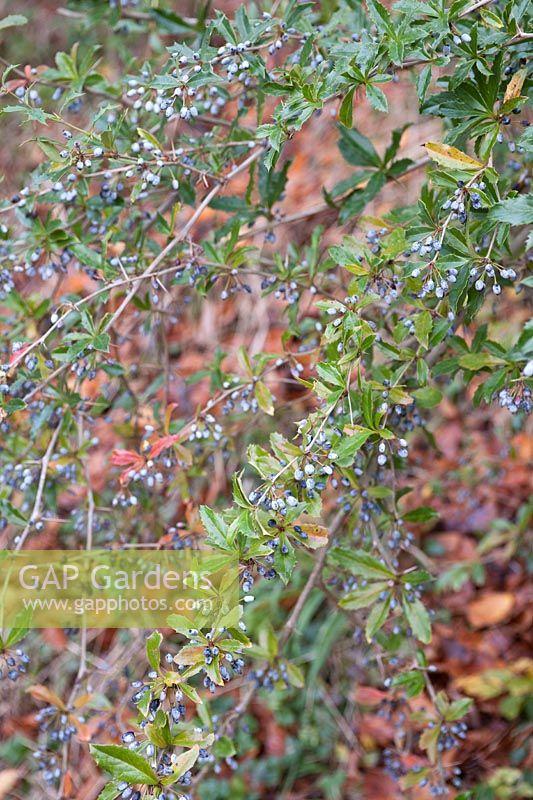 Berberis pruinosa (LW123) ((Hollygreen barberry) blue berries and evergreen llanceolate foliage