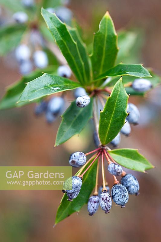 Berberis pruinosa (LW123) (Hollygreen barberry) blue berries and evergreen llanceolate foliage