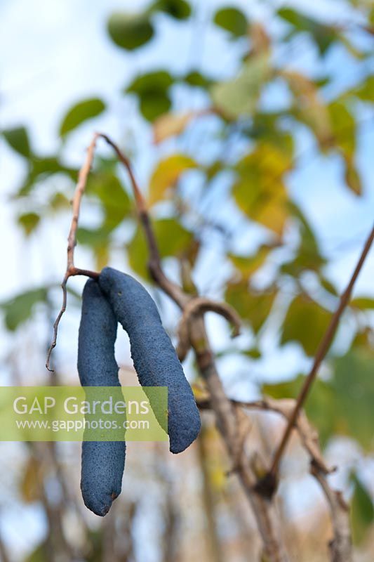 Decaisnea fargesii (Indian blue bean) shrub with golden leaf and blue bean pods
