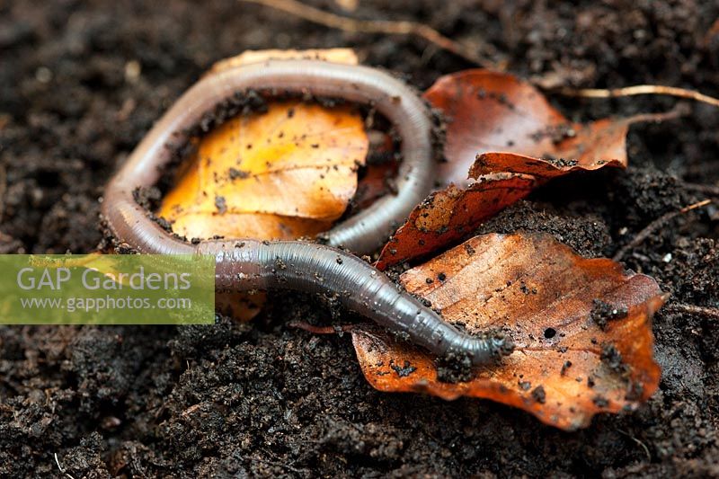 Earthworm (Lumbricus terrestris)