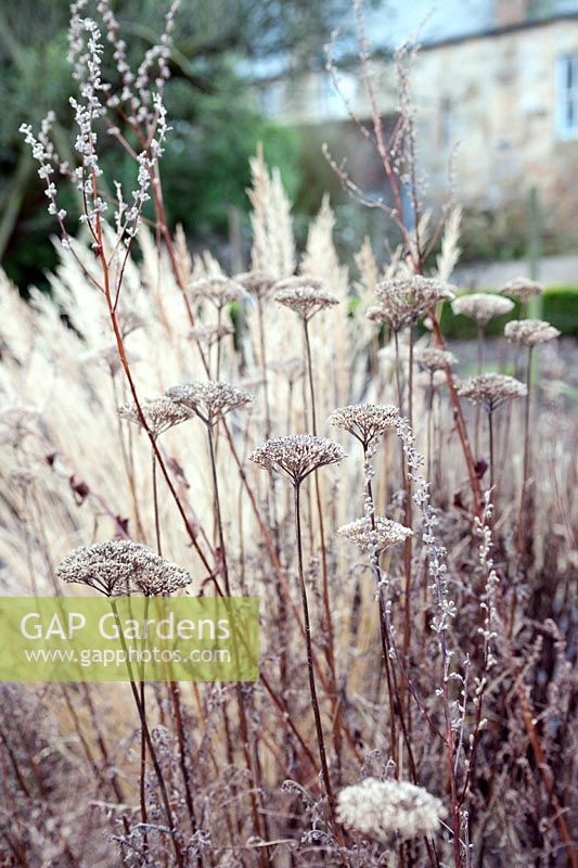 Achillea filipendulina 'Goldplate' with Monarda didyma 'Gardenview Scarlet' seedheads in winter