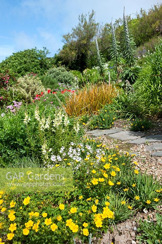 Sloping coastal garden borders including Sisyrinchium californicum, Potentilla, Echium, Papaver, Anthirrhinum and Libertia