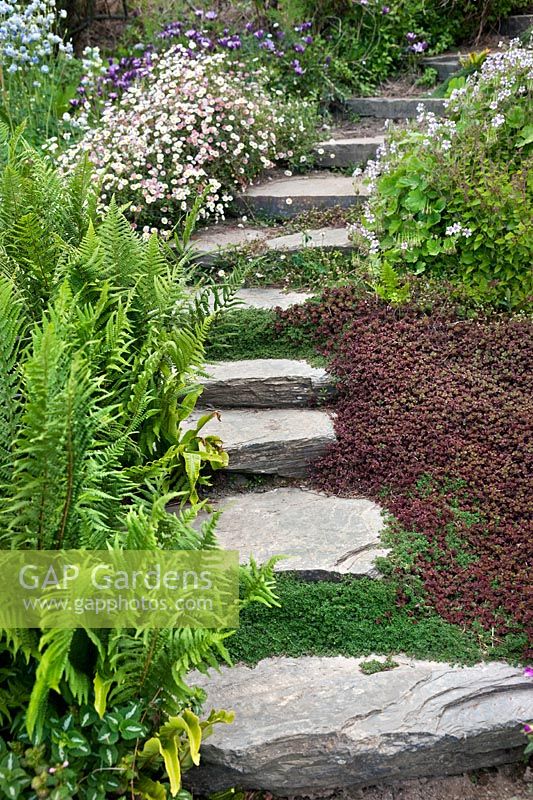 Stone steps in garden with Erigeron karvanskianus, Osteospermum sp and Erodium pelargoniflorum