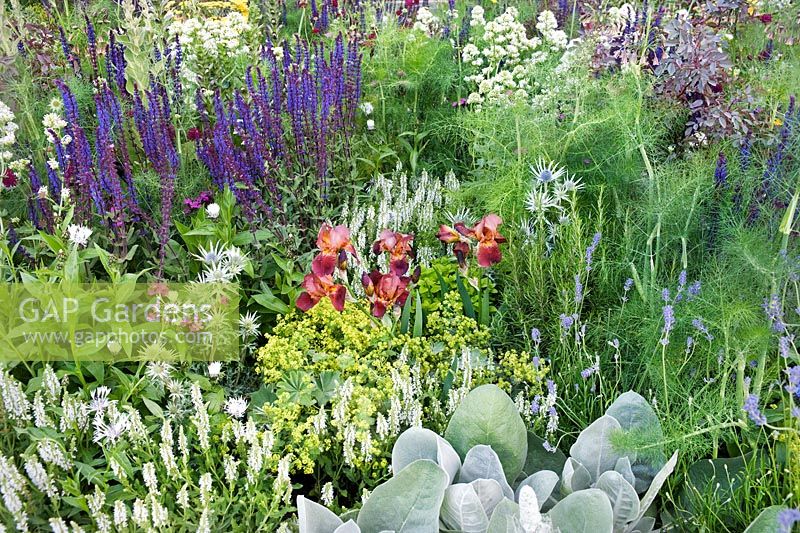 Flowering border in The Times Eureka Garden in association with the Royal Botanic Gardens, Kew designed by Marcus Barnett