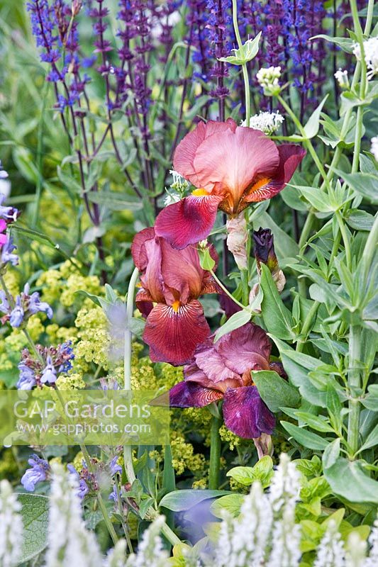 Bearded Iris in The Times Eureka Garden in association with the Royal Botanic Gardens, Kew designed by Marcus Barnett