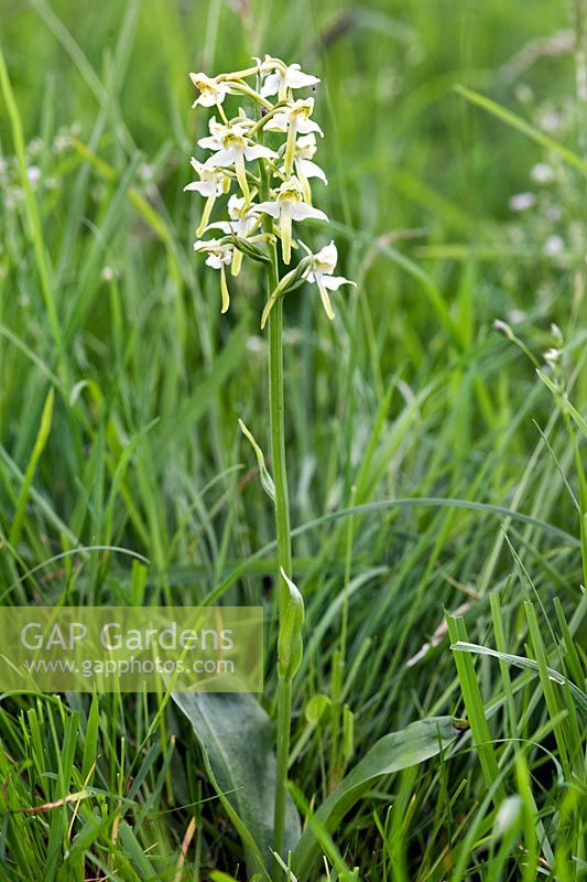 Platanthera chlorantha (Greater butterfly orchid)