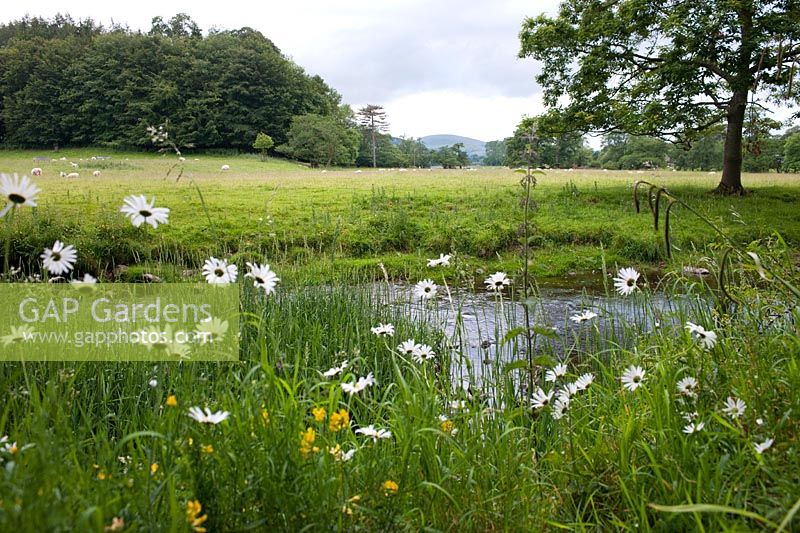 Leucanthemum vulgare (ox eye daisy) meadow by stream at Dalemain House & Garden, Cumbria