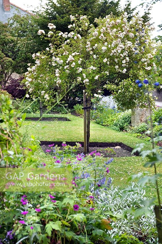 Large cream coloured standard rose bush, small lawn and herbaceous borders at Frosterley House, County Durham, England