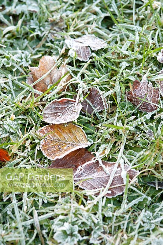 Frost covering fallen Fagus sylvatica (common beech) leaves