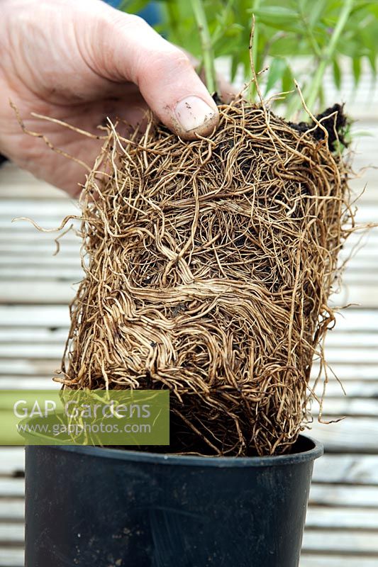 Gardener pulling a root bound plant from its pot