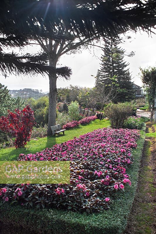Annual bedding plants in a border including Impatiens at Minh tam Gardens, Dalat, Vietnam