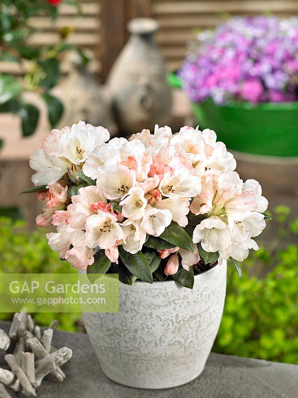 Rhododendron Dusty Miller