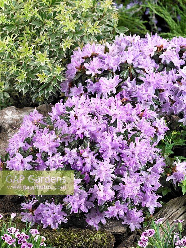 Rhododendron Moerheim