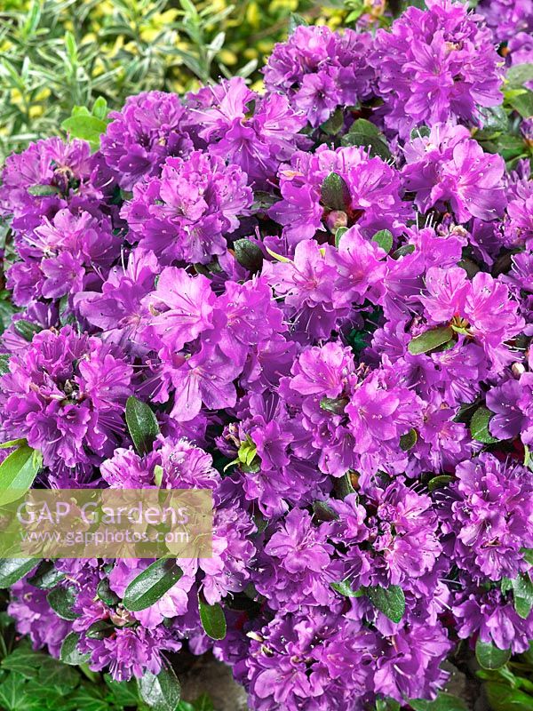 Rhododendron Violetta